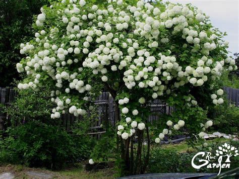 Sign in | Snowball tree, Viburnum opulus, Hydrangea tree