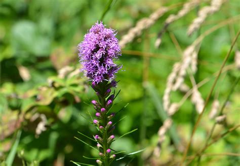Liatris - Watching for WildflowersWatching for Wildflowers