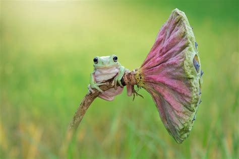 Premium Photo Dumpy Frog On A Lotus Flower On A Green Background