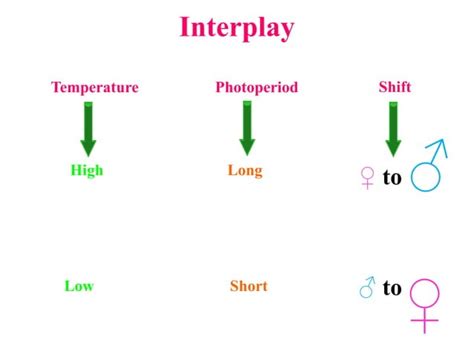 Sex Expression In Cucurbits Pptx