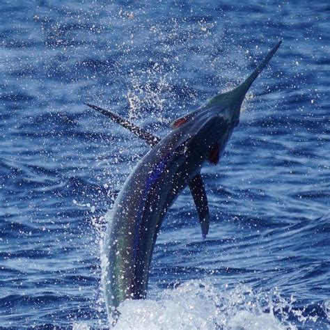 Best Blue Marlin Fishing Florida - Unique Fish Photo