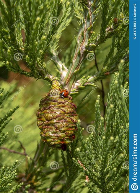 Giant Sequoia Green Leaves And A Cone With Ladybug Sequoiadendron