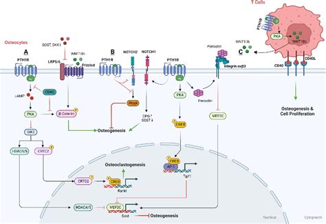 Figure 3 From PTH And The Regulation Of Mesenchymal Cells Within The