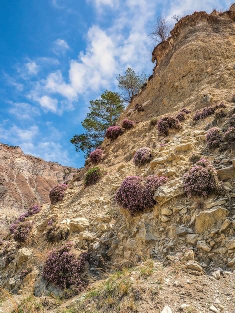 Arbustos De Onobrychis Cornuta Na Encosta De Uma Montanha Declive Alto