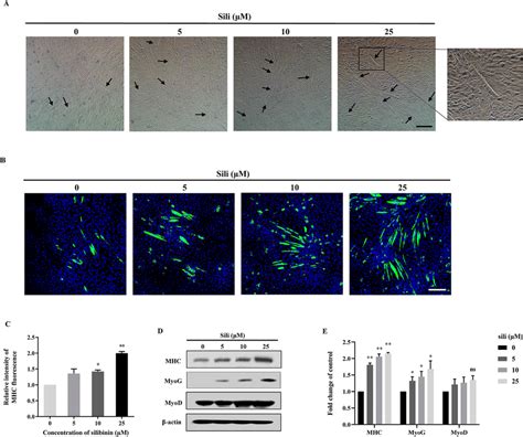 Effect Of Silibinin On The Myogenic Differentiation Of C2c12 Cells The