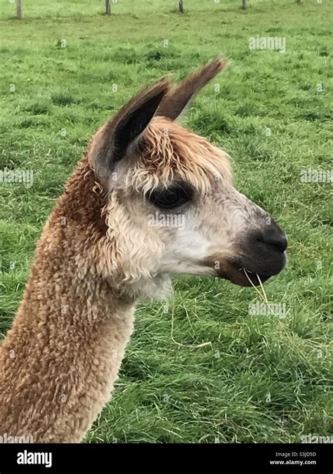 Close Up Alpaca Stock Photo Alamy