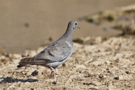 Pasión por las aves: Paloma zurita.(Columba oenas)
