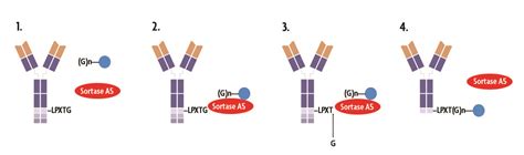 Sortag It™ Labeling Kits For Direct Conjugation Of A Variety Of Labels