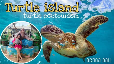 turtle island   tanjung benoa bali turtle ecotourism bali