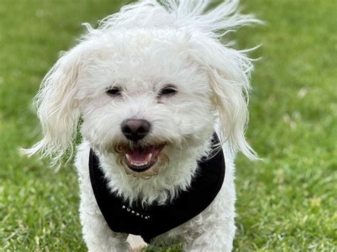 Brandon - Bichon Frise X Maltese Stud Dog For Breeding In England ...