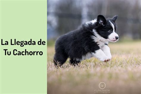 La Llegada De Tu Cachorro O Perro A Casa ¿qué Hacer Los Primeros Días