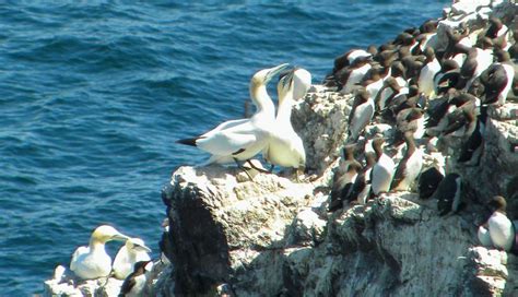 Https Flic Kr P 2grJboU Gannets And Guillemots St Abbs Head Gannet