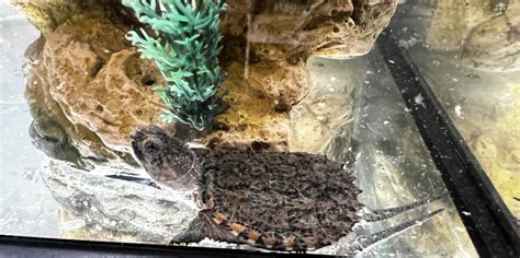 common snapping turtle