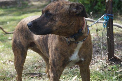 Chloe Medium Female Australian Cattle Dog X Staffy Dog In Qld Petrescue