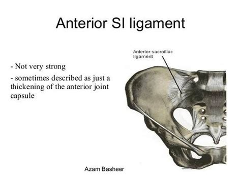 Pictures Of Anterior Sacroiliac Ligament