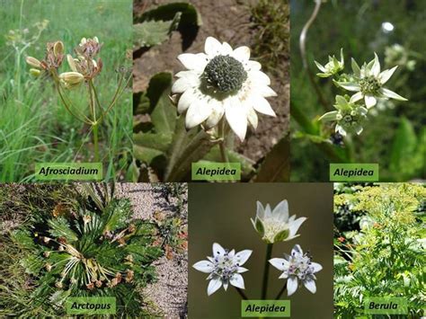 Factsheet Apiaceae