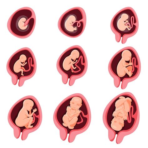 Desarrollo Fetal Embrionario Humano Etapa De Embarazo De Nueve Meses Ciclo De Crecimiento