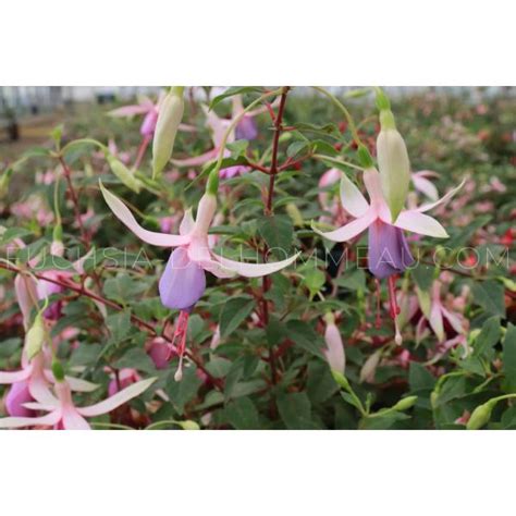 Achetez le fuchsia 'Lady Patricia Mountbatten'