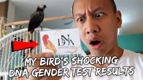 My Bird’s Shocking Gender Reveal | Vlog #329 – Mikey Bustos Videos