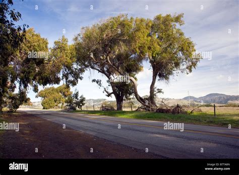 Tree Lined Hi Res Stock Photography And Images Alamy