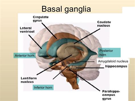 Anatomy of basal ganglia