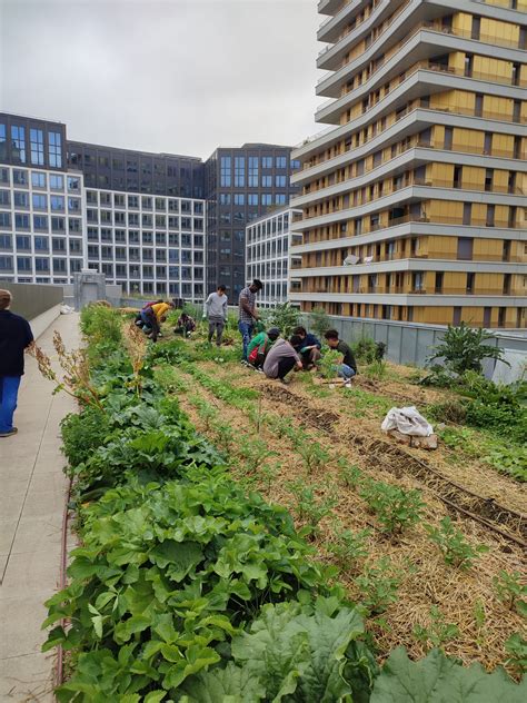 Jardin Sur Le Toit De L Cole Eva Kotchever Veni Verdi