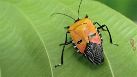 Spesies Catacanthus Incarnatus Dinamakan Sebagai Hitler
