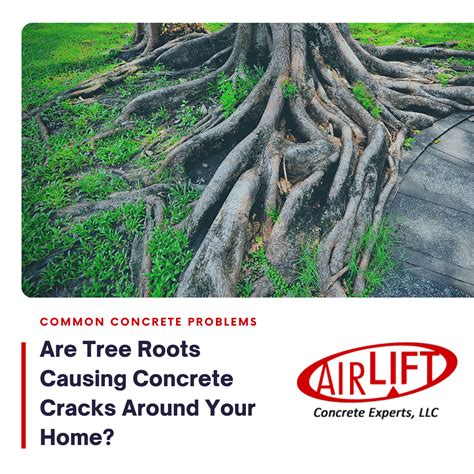 Are Tree Roots Causing Concrete Cracks Around Your Home Airlift