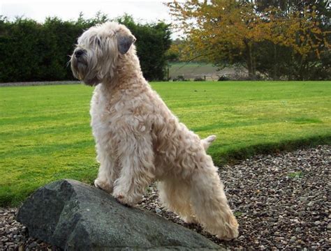 Wheaten Terrier Breeders Anything Terrier