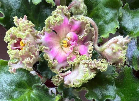 Senpolia.info | ДЕТКИ - РОЗЕТКИ | Детки-сенполии | ЕК-Линжери