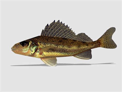 Speckled Perch Fish Sketchup 3d Model Skp File Download Sketchupbox