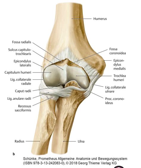 Ellbogengelenk Art Cubiti Kapselbandapparat Diagram Quizlet