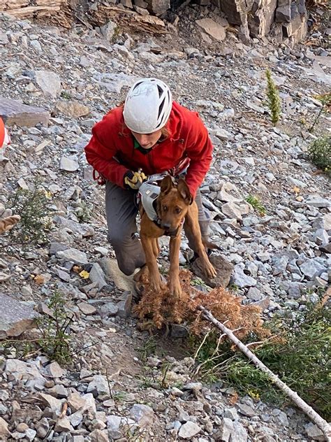 Brave hiker risks her life to save stranded, terrified puppy