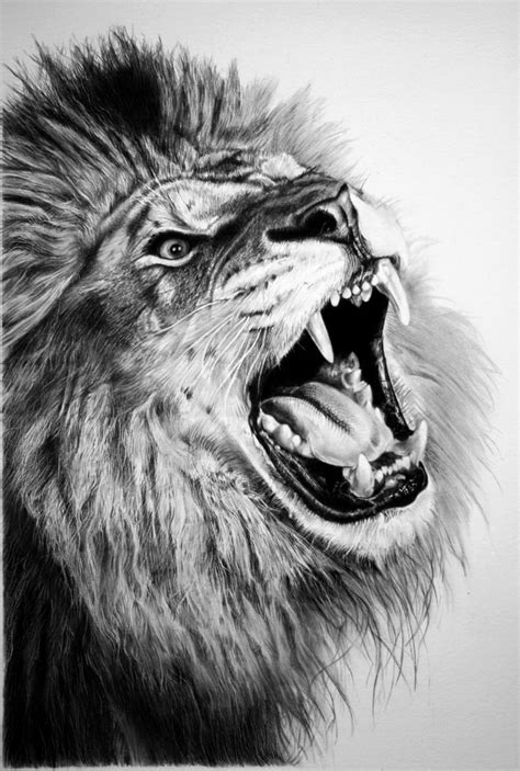 lion face sketch images  paintingvalleycom explore collection
