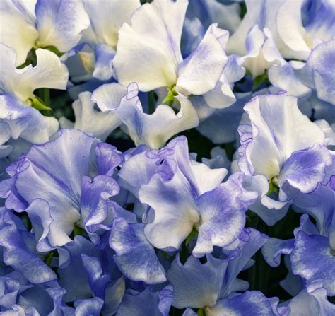 Lathyrus Odoratus Spencer Blue Ripple Seedscape