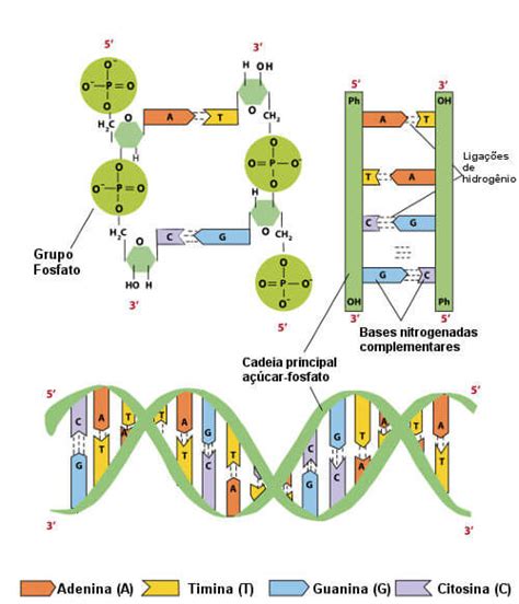 Estrutura Do Dna I Sentido Da Vida L Fosfodi Ster Pontes De