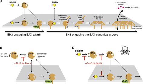 BAX Activation Mutations Near Its Proposed Non Canonical BH3 Binding