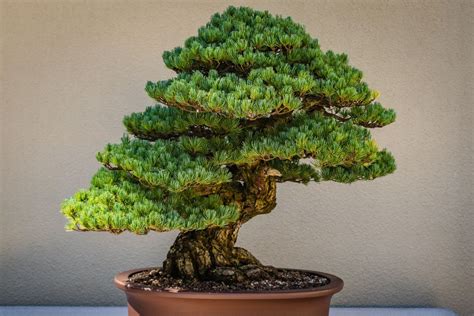 Mengenal Sejarah Tanaman Bonsai Dan Filosofinya