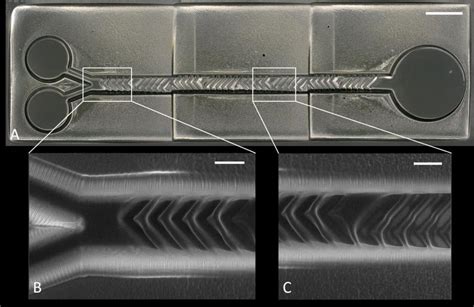 Microfluidic Staggered Herringbone Mixing Channel A Microscopic