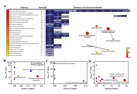 Metabolite Pathways Analysis A Pathway Enrichment Pathway Analysis