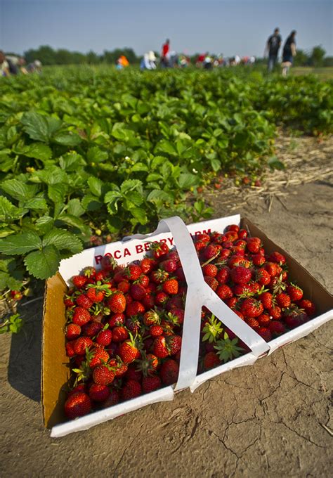 Roca Berry Farm (Roca) | VisitNebraska.com