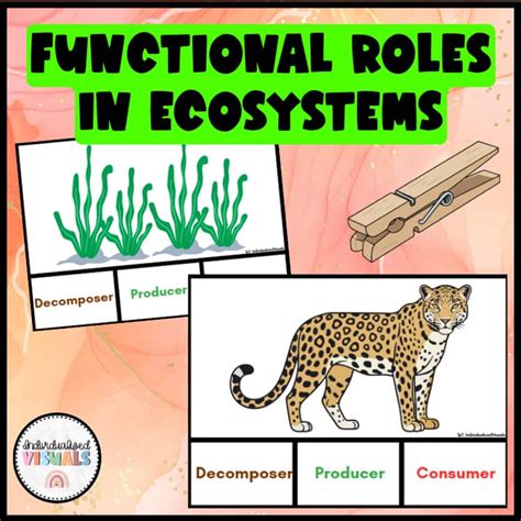 animal food chains food webs animal diet classifications grade