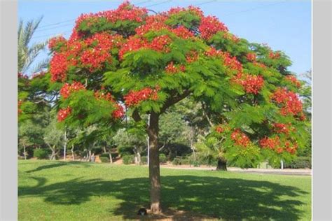 flamboyan informasi pohon kota semarang