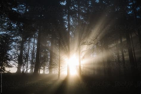 Beautiful Light Rays Shining Through Fog And Trees In A Forest Del