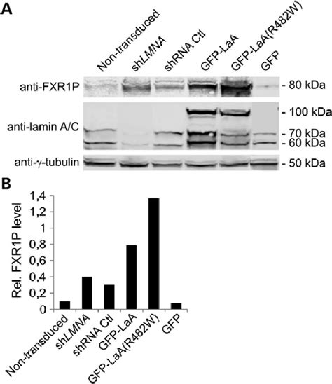 Fxr P Is Up Regulated In Ascs By Down Regulation Of Lamin A Or