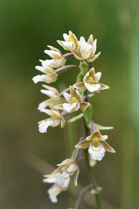 Marsh Helleborine Epipactis Palustris 1 Of 7 Lye Valley Flickr