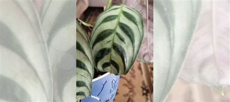 Калатея Бурле Маркс купить в Екатеринбурге | Товары для дома и дачи | Авито