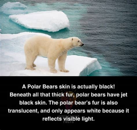 32 Mind-Blowing Facts You Never Knew – Barnorama