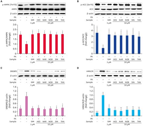 Effects Of The Flavonoids On The AMPK And ACC Phosphorylation Levels