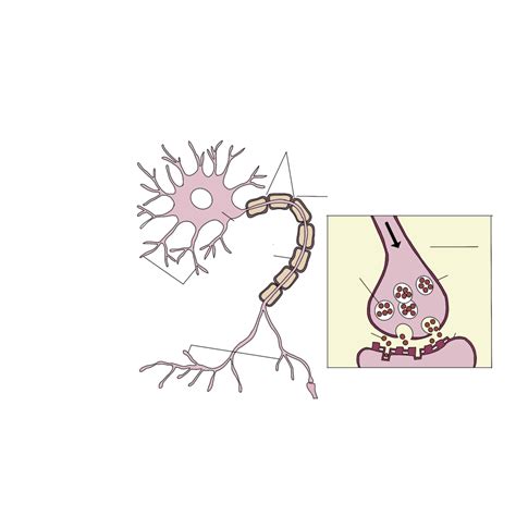 Axon Diagram | Quizlet